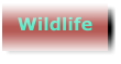 Wildlife