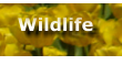 Wildlife