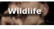 Wildlife