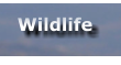 Wildlife