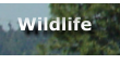 Wildlife