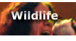 Wildlife