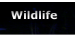 Wildlife