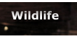 Wildlife