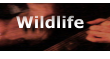 Wildlife