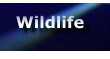 Wildlife