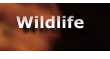 Wildlife