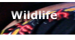 Wildlife