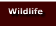 Wildlife